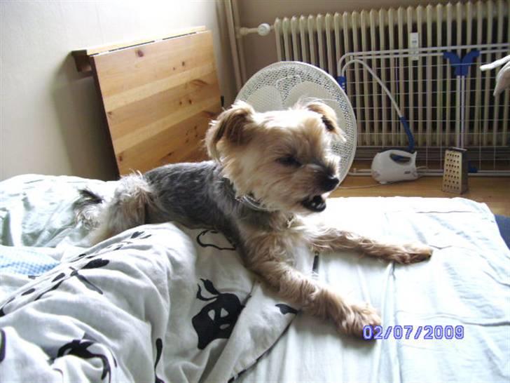Yorkshire terrier Mulle † DØD 1.6.2011 † billede 5