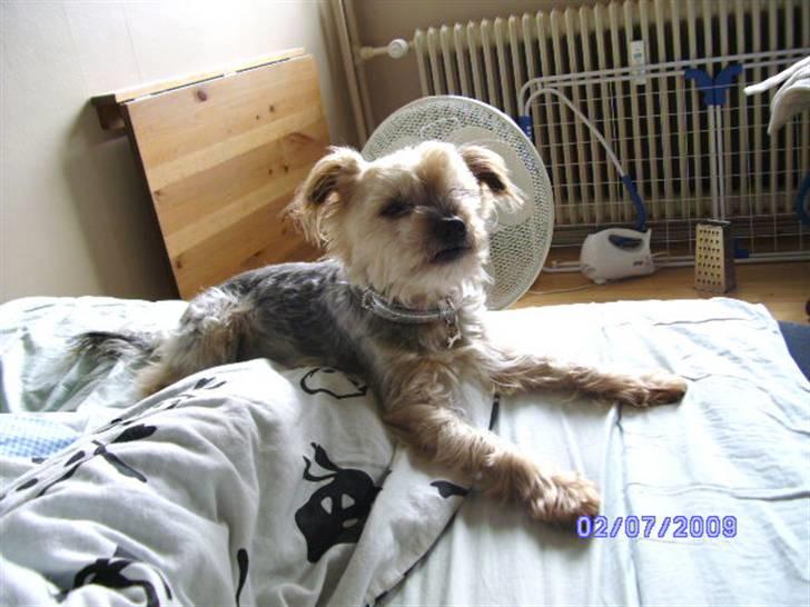 Yorkshire terrier Mulle † DØD 1.6.2011 † billede 7