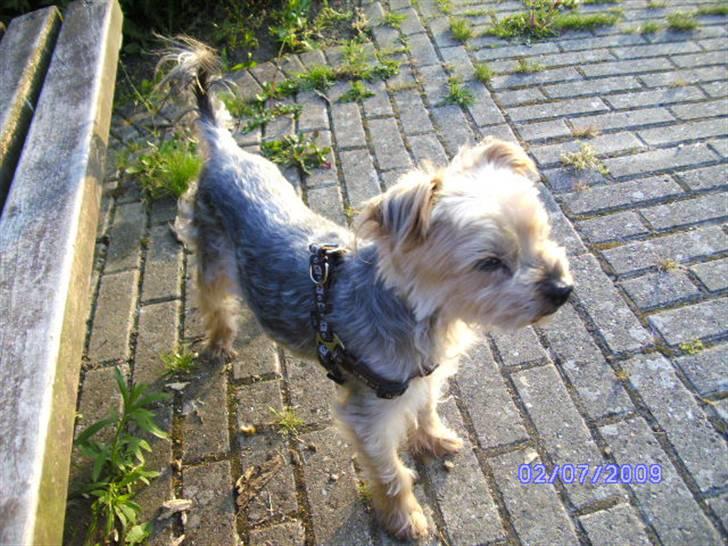 Yorkshire terrier Mulle † DØD 1.6.2011 † billede 9