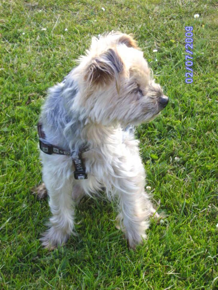 Yorkshire terrier Mulle † DØD 1.6.2011 † billede 10