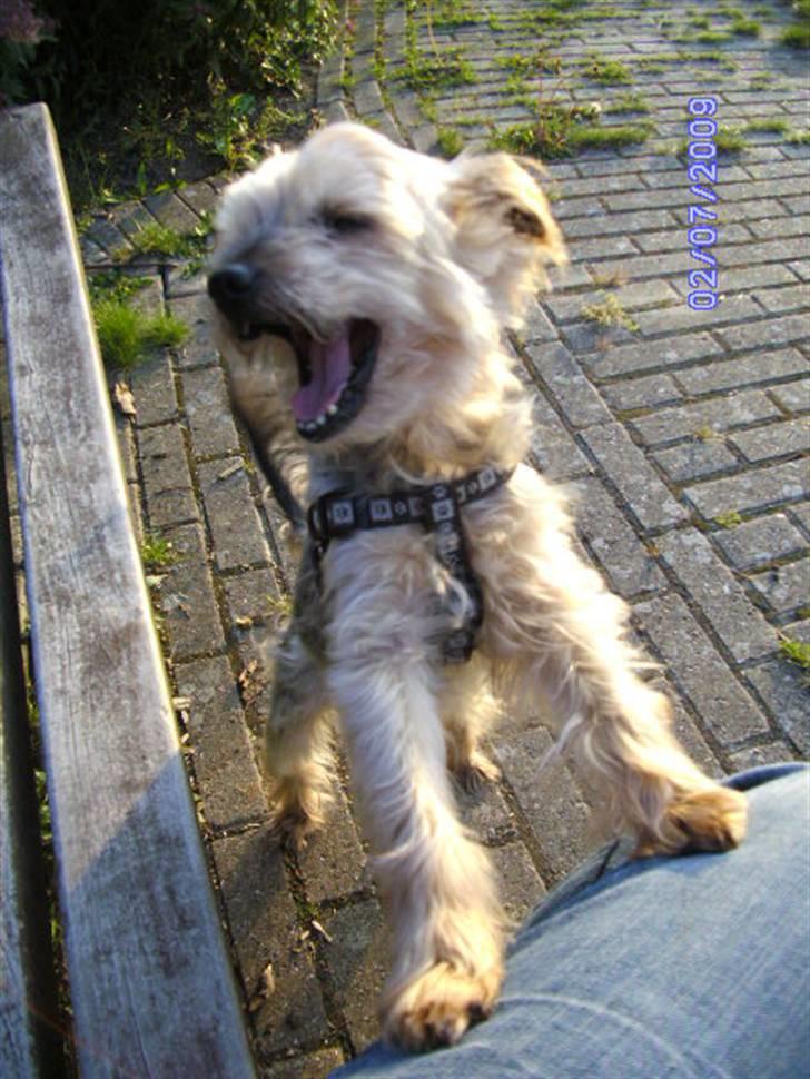 Yorkshire terrier Mulle † DØD 1.6.2011 † billede 11
