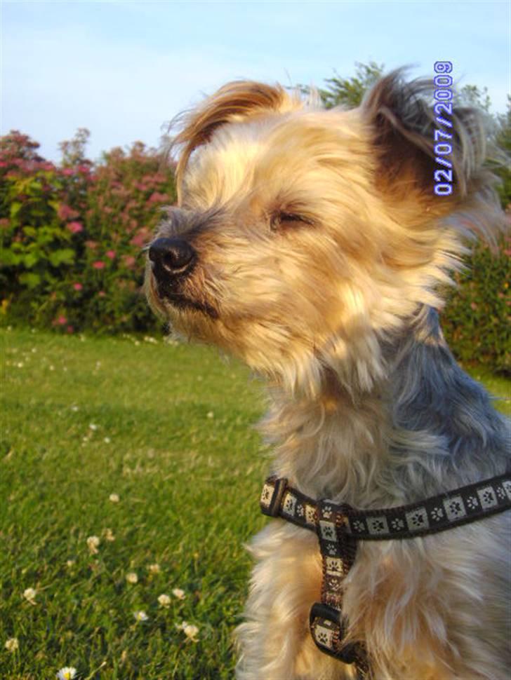 Yorkshire terrier Mulle † DØD 1.6.2011 † billede 12