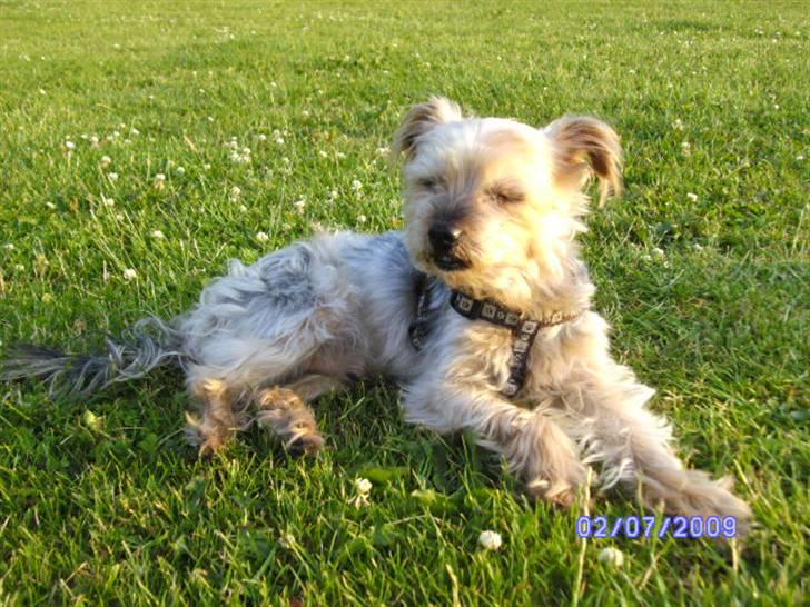 Yorkshire terrier Mulle † DØD 1.6.2011 † billede 13