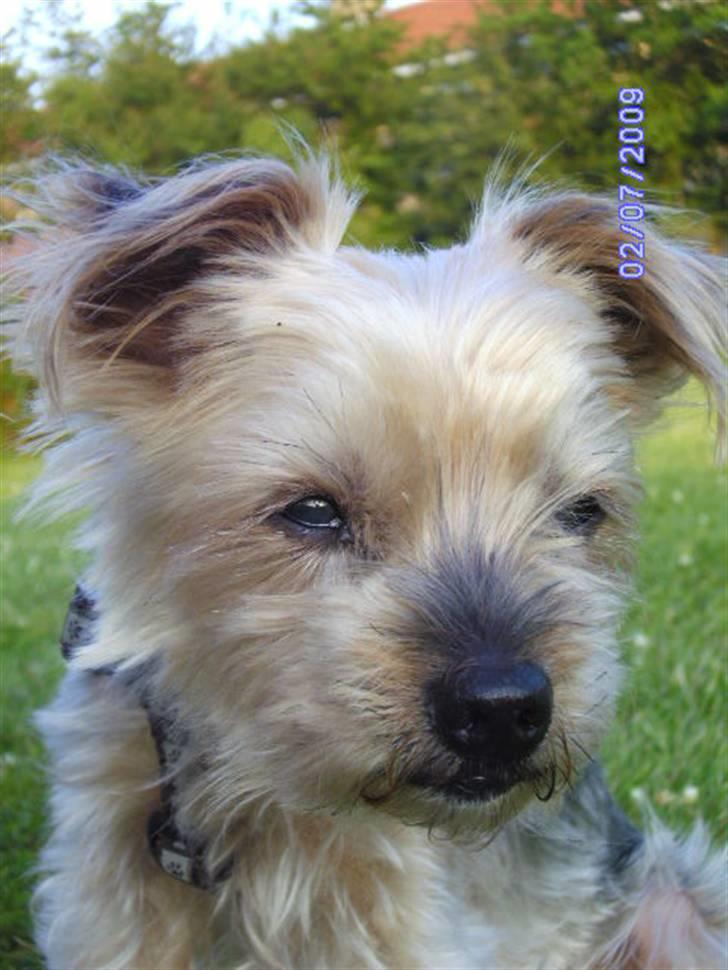 Yorkshire terrier Mulle † DØD 1.6.2011 † billede 14