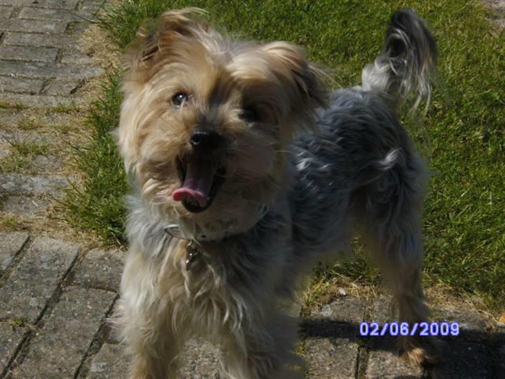Yorkshire terrier Mulle † DØD 1.6.2011 † billede 15