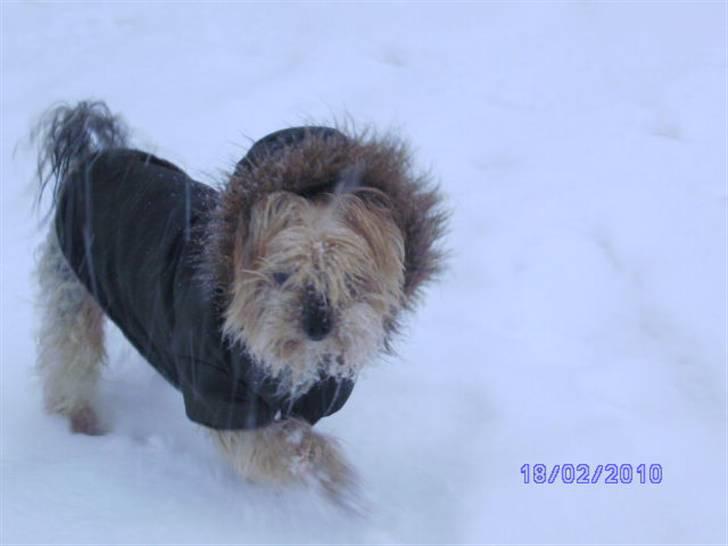 Yorkshire terrier Mulle † DØD 1.6.2011 † billede 16