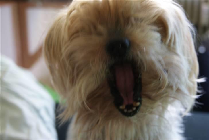 Yorkshire terrier Mulle † DØD 1.6.2011 † billede 17