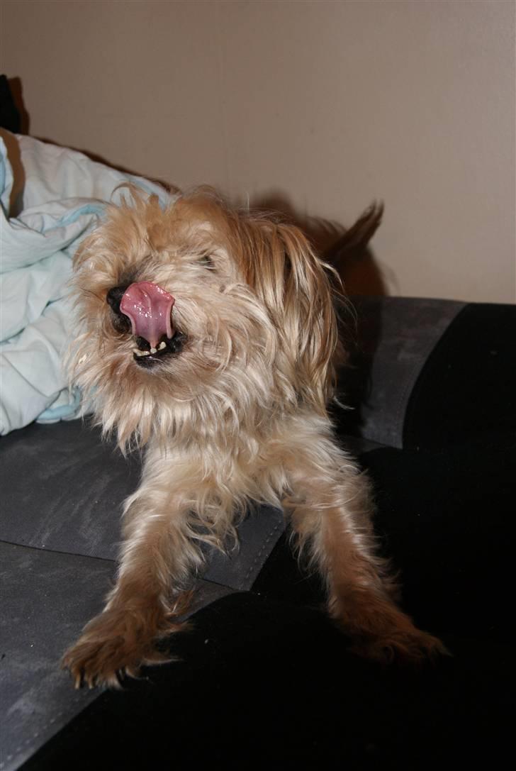 Yorkshire terrier Mulle † DØD 1.6.2011 † billede 18