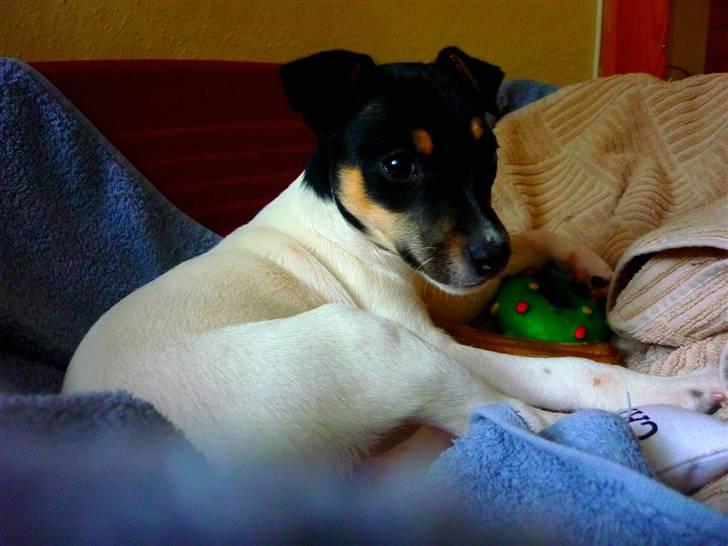 Dansk svensk gaardhund Debbie billede 1