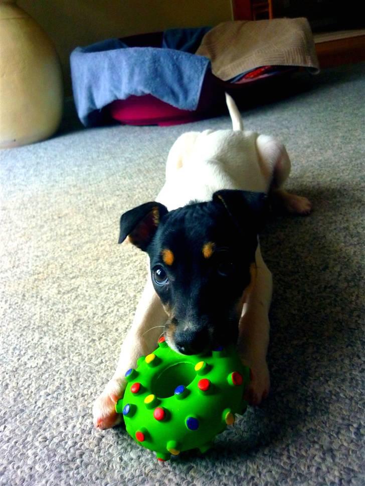 Dansk svensk gaardhund Debbie billede 2