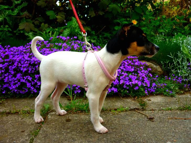 Dansk svensk gaardhund Debbie billede 3