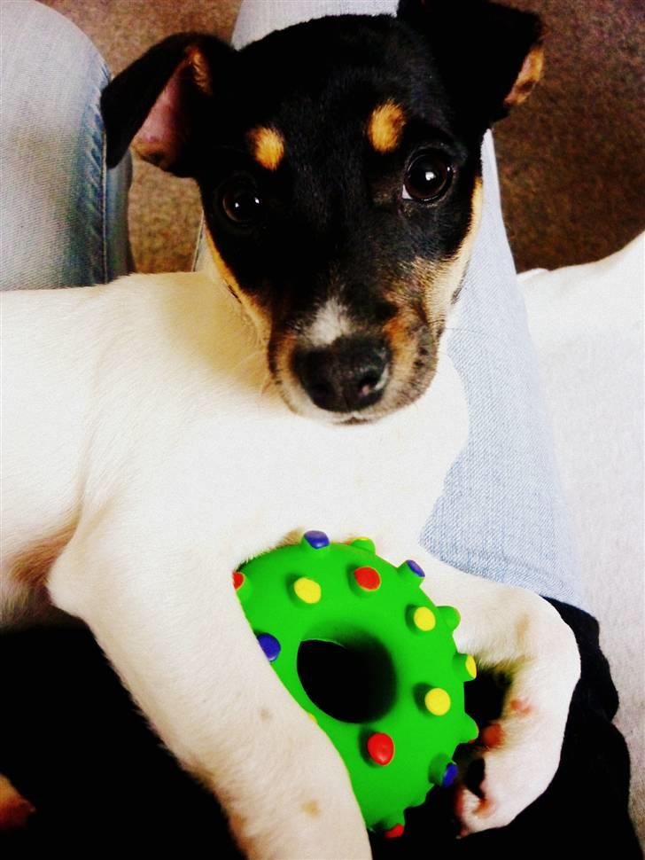 Dansk svensk gaardhund Debbie billede 4