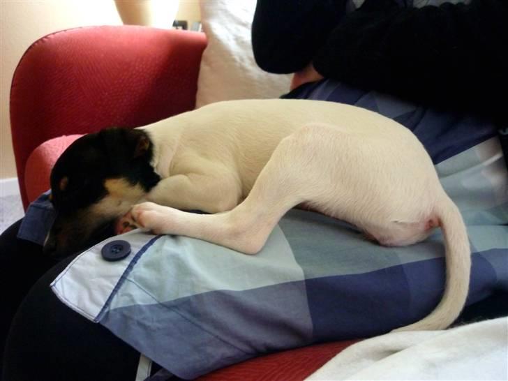 Dansk svensk gaardhund Debbie billede 5