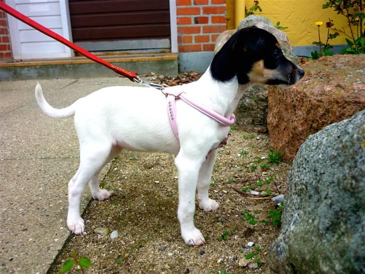 Dansk svensk gaardhund Debbie billede 6