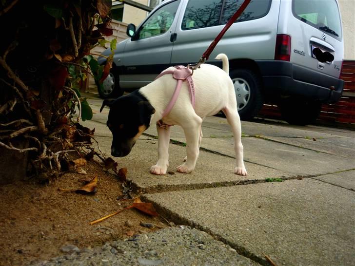 Dansk svensk gaardhund Debbie billede 7