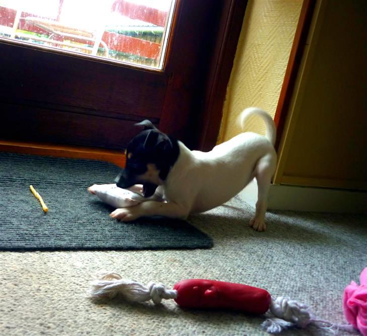 Dansk svensk gaardhund Debbie billede 8