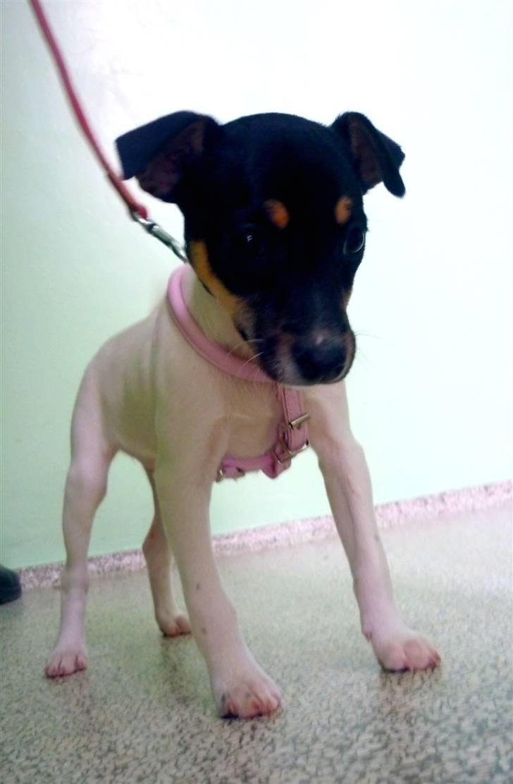 Dansk svensk gaardhund Debbie billede 9