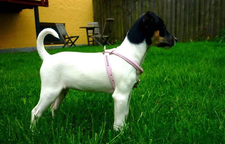 Dansk svensk gaardhund Debbie billede 10