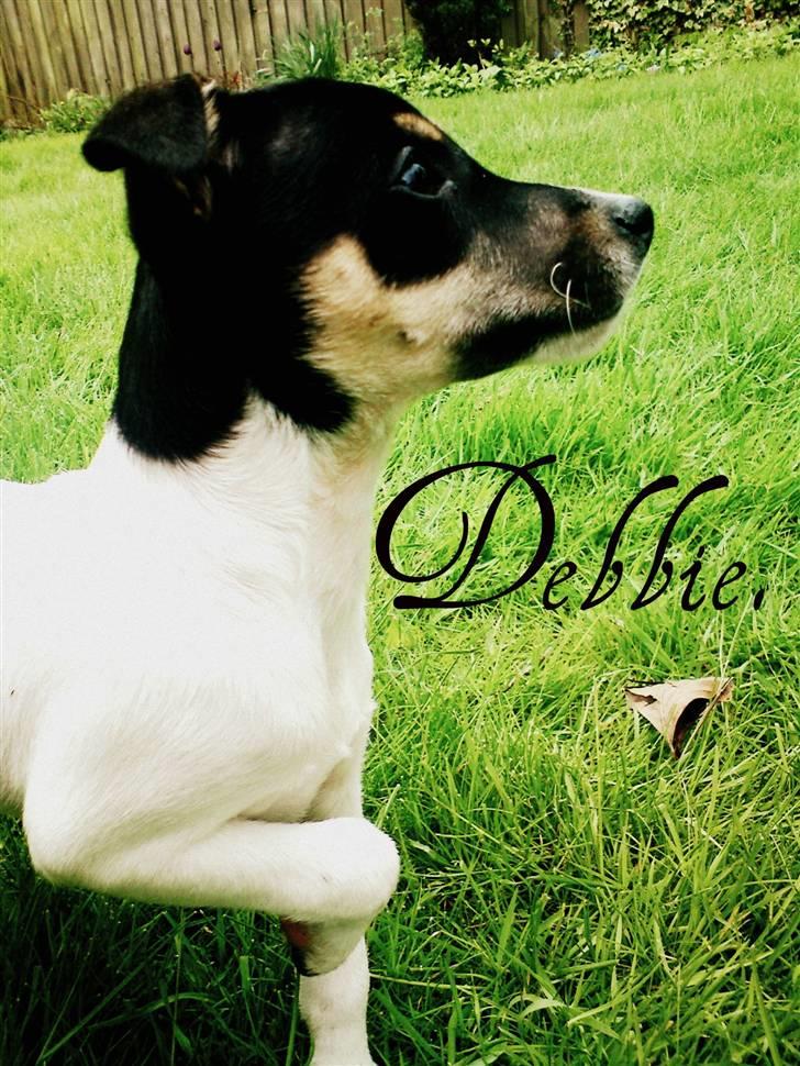 Dansk svensk gaardhund Debbie billede 11