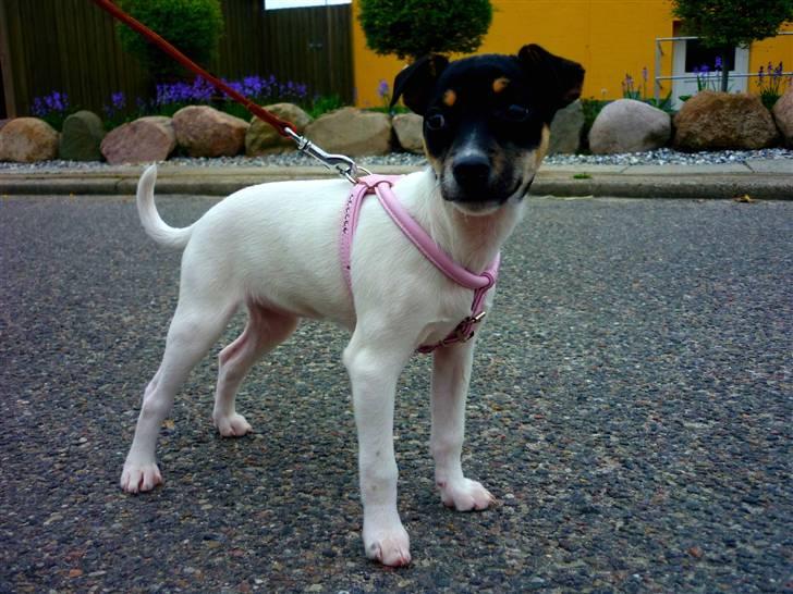 Dansk svensk gaardhund Debbie billede 12