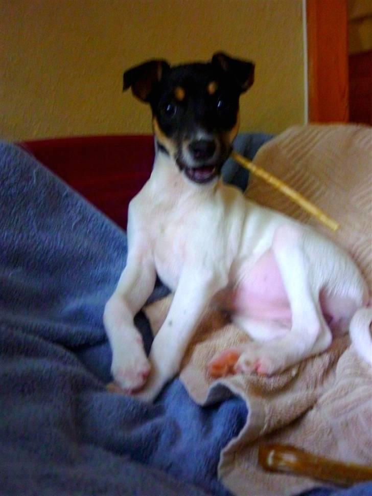 Dansk svensk gaardhund Debbie billede 13