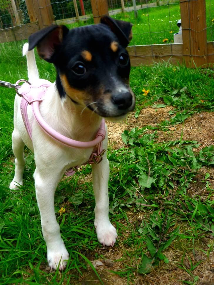 Dansk svensk gaardhund Debbie billede 14