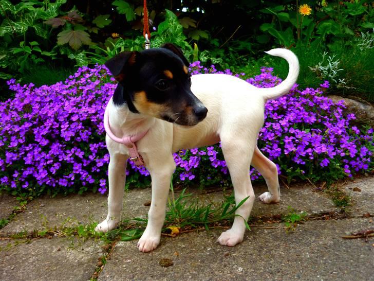 Dansk svensk gaardhund Debbie billede 15