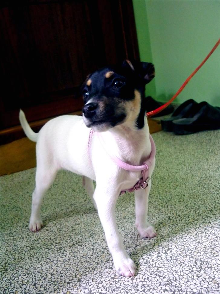 Dansk svensk gaardhund Debbie billede 16