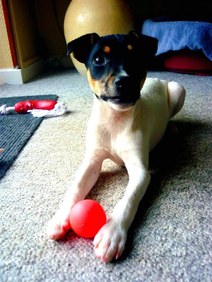 Dansk svensk gaardhund Debbie billede 17