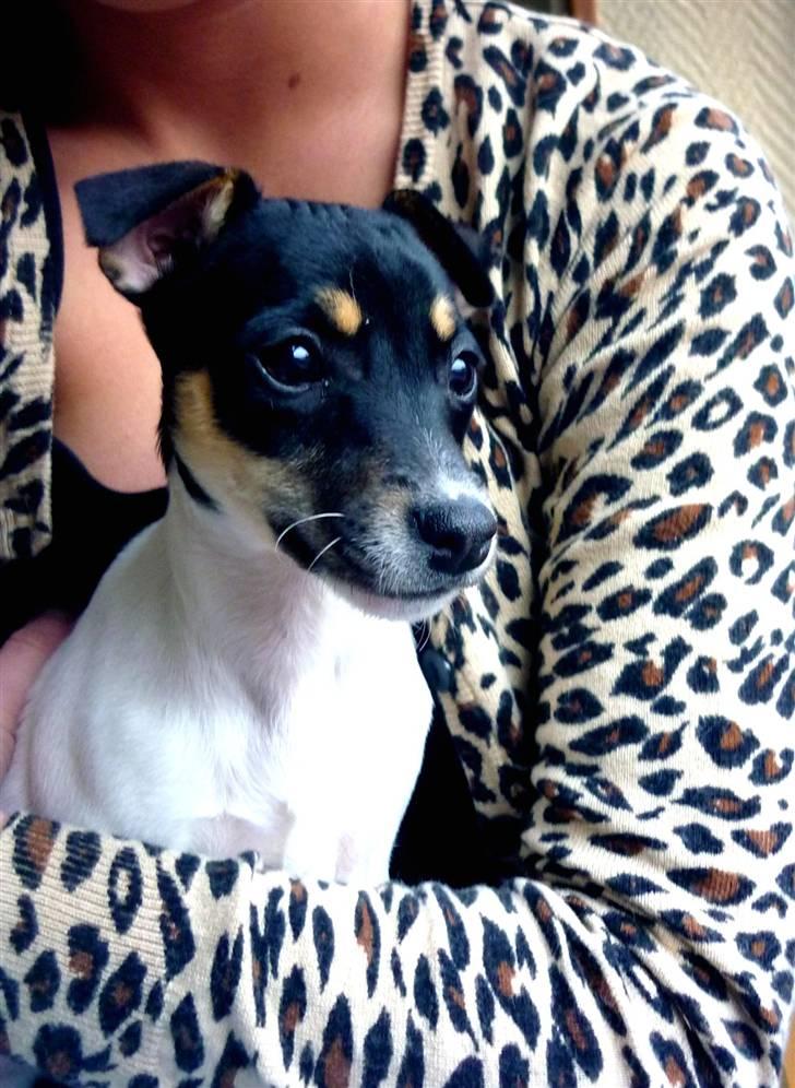 Dansk svensk gaardhund Debbie billede 18