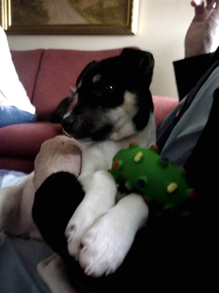 Dansk svensk gaardhund Debbie billede 19