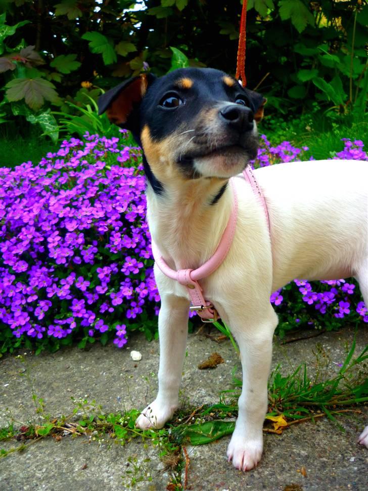 Dansk svensk gaardhund Debbie billede 20