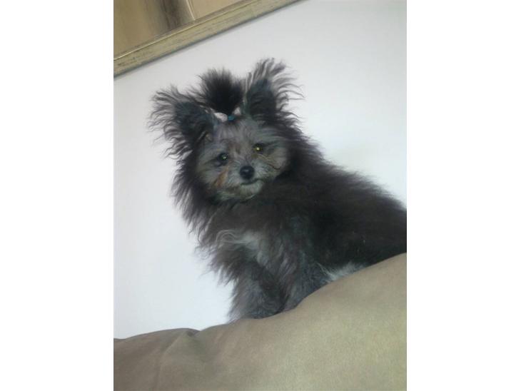 Blanding af racer **Lill' Cody<3** - Lille fotomodel :P billede 1