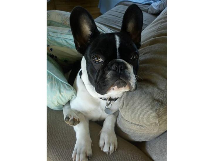 {{currentPhoto.altText}} billede {{currentPhoto.number}}