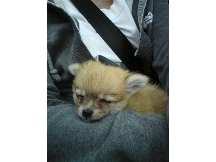 {{currentPhoto.altText}} billede {{currentPhoto.number}}