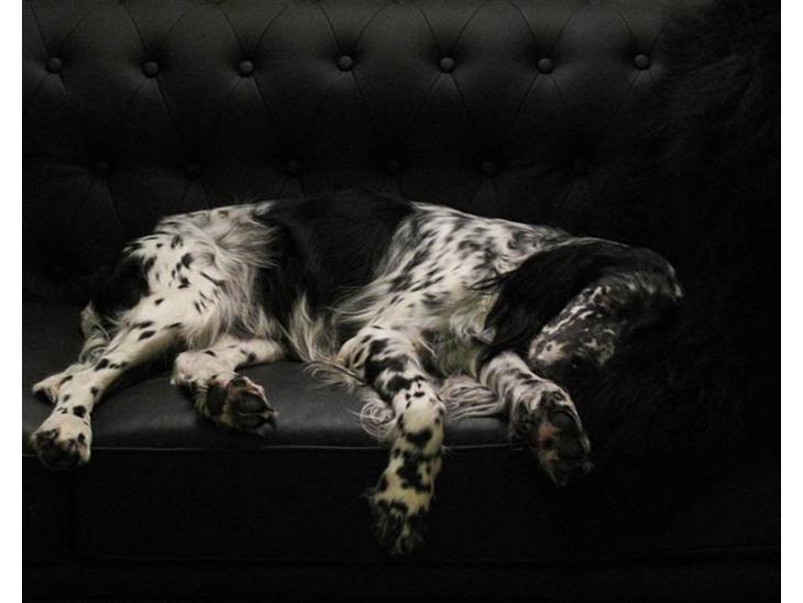 Engelsk setter Eddie billede 1