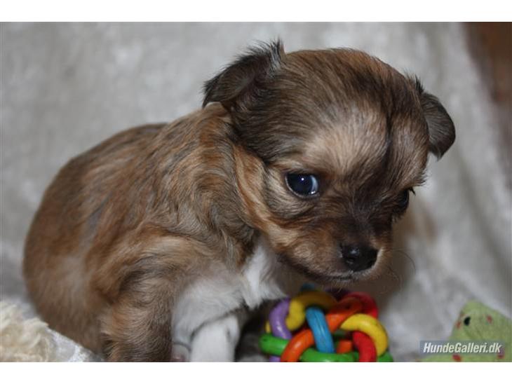 {{currentPhoto.altText}} billede {{currentPhoto.number}}