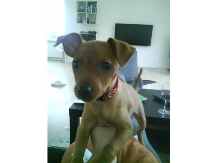 {{currentPhoto.altText}} billede {{currentPhoto.number}}