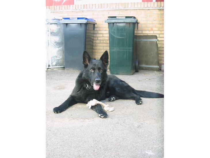 Schæferhund Isi <3 R.I.P ;´/ billede 1