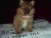 Pomeranian Tilde