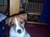 Jack russell terrier Buller