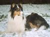 Collie langhåret * Jacki * 