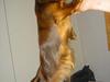 Gravhund Donna