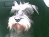 Dvaergschnauzer Chinon's Kiss N Tell 