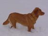 Nova scotia duck tolling retriever Bol Tol Jezebel
