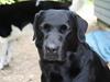 Labrador retriever Kræ ***Død 2009*** [ Himmelhund]