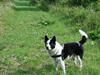 Blanding af racer Husky/Samojed - Ian ***RIP*** [ Himmelhund]