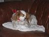 Cavalier king charles spaniel shiva
