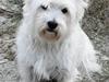West highland white terrier Tika