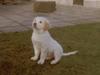 Golden retriever Susi